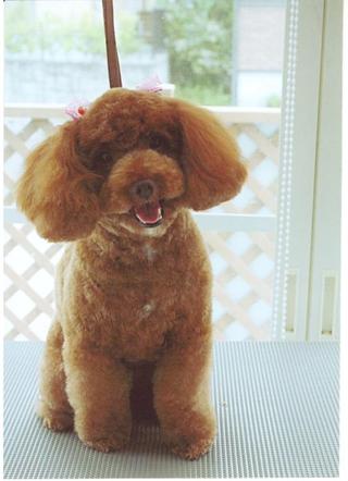 飼い主さん探してます