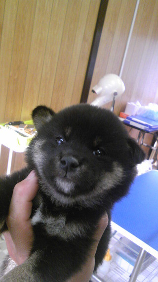 新しい飼い主さん決まりました