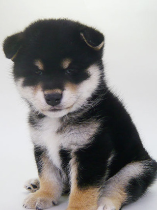 新しい飼い主さん決まりました