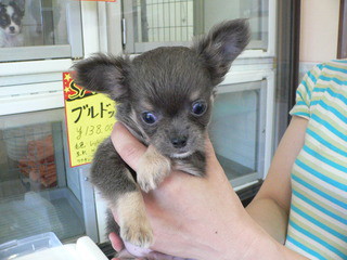新しい飼い主さん決まりました