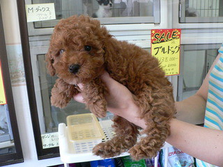 フリーダム　新入店の子