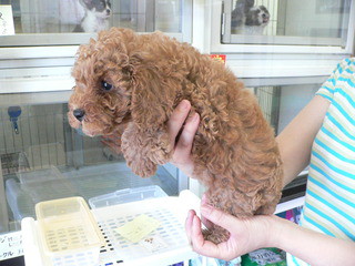 フリーダム　新入店の子