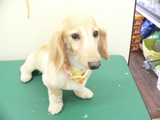 新しい飼い主さん決まりました
