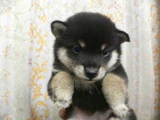 産まれている子犬です