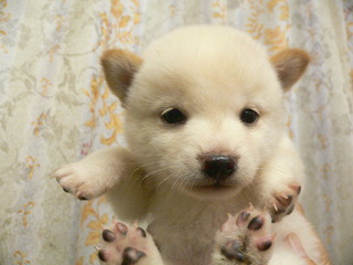 産まれている子犬です