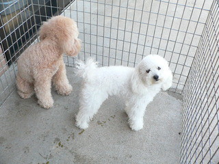 子犬産まれました