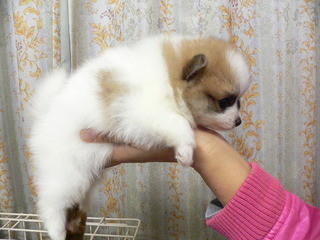 新しい飼い主さん決まりました