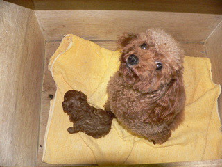 ミキちゃんの子供目が開きました
