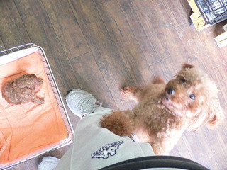 ミキちゃんの子供目がパッチリ