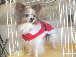 Merry Christmas　　シャンプーカットに来てくれました