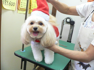 Merry Christmas　　シャンプーカットに来てくれました