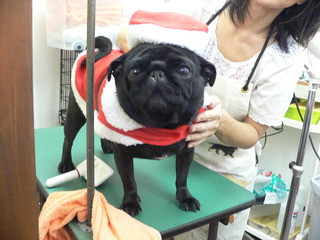 Merry Christmas　　シャンプーカットに来てくれました