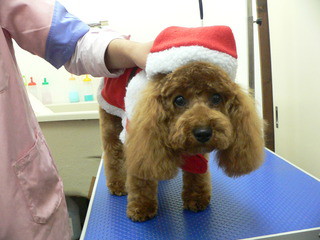 Merry Christmas　　シャンプーカットに来てくれました