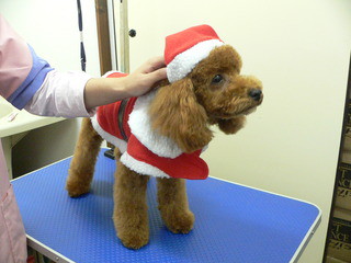 Merry Christmas　　シャンプーカットに来てくれました