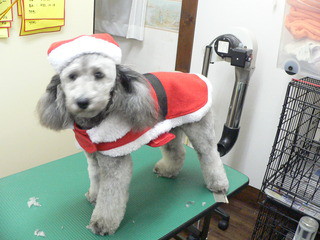 Merry Christmas　　シャンプーカットに来てくれました