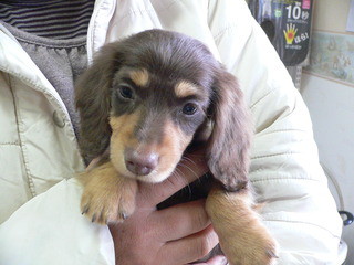 Merry Christmas　　新しい飼い主さん決まりました