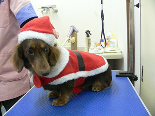 Merry Christmas　　新しい飼い主さん決まりました