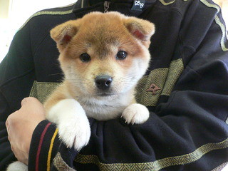 Merry Christmas　　新しい飼い主さん決まりました