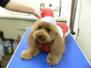 Merry Christmas　　新しい飼い主さん決まりました