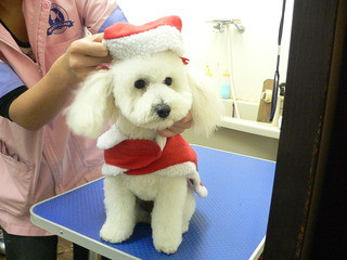 Merry Christmas　　新しい飼い主さん決まりました