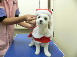 Merry Christmas　　新しい飼い主さん決まりました
