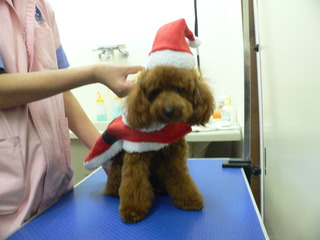 Merry Christmas　　新しい飼い主さん決まりました
