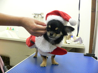Merry Christmas　　新しい飼い主さん決まりました