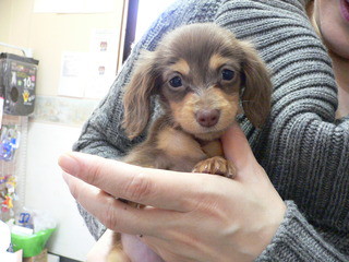 新しい飼い主さん決まりました