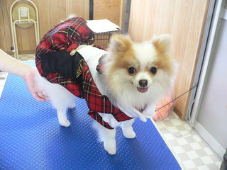 新しい飼い主さん決まりました