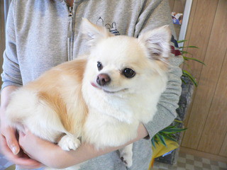 新しい飼い主さん決まりました