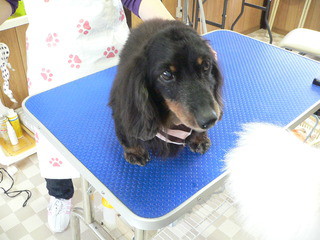 新しい飼い主さん決まりました