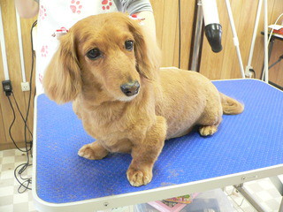 新しい飼い主さん決まりました