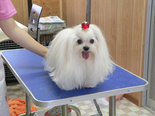 新しい飼い主さん決まりました
