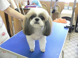 新しい飼い主さん決まりました
