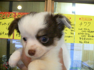 新しい飼い主さん決まりました