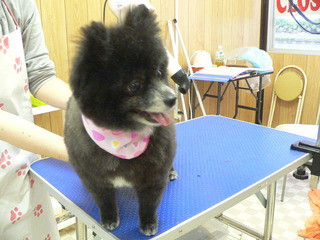 新しい飼い主さん決まりました