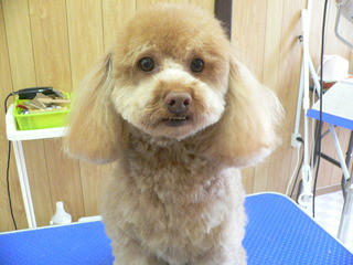 新しい飼い主さん決まりました