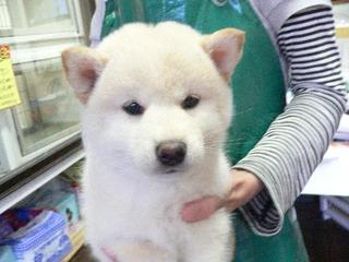 シャンプーカットに来てくれました
