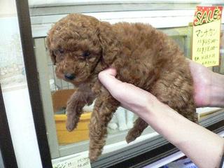 Merry Christmas　　新しい飼い主さん決まりました