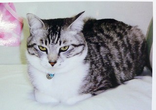 迷い猫　探しています！！
