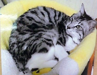 迷い猫　探しています！！