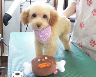 ココちゃん