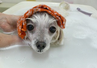 チロルちゃん