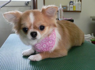 ハッピーちゃん
