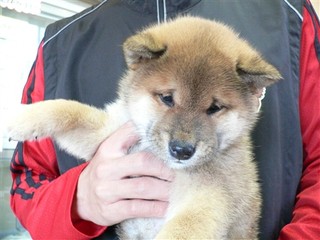 新しい飼い主さん決まりました