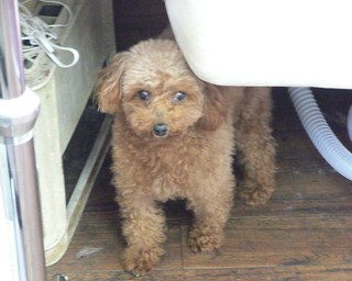 いじけ犬