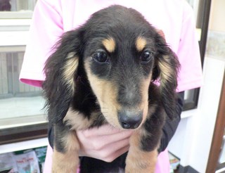 無料犬！！