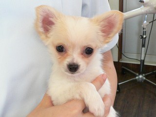 チワワ