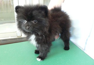 ポメラニアン