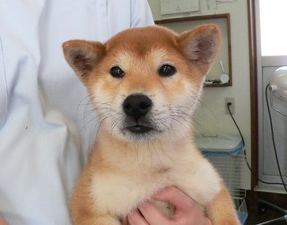 柴犬